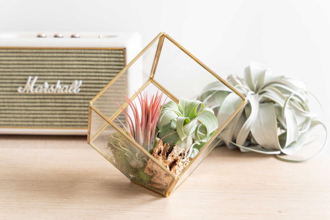 gold terrarium with succulents Heptahedron Geometric Glass Terrarium - Gold Metallic Finish