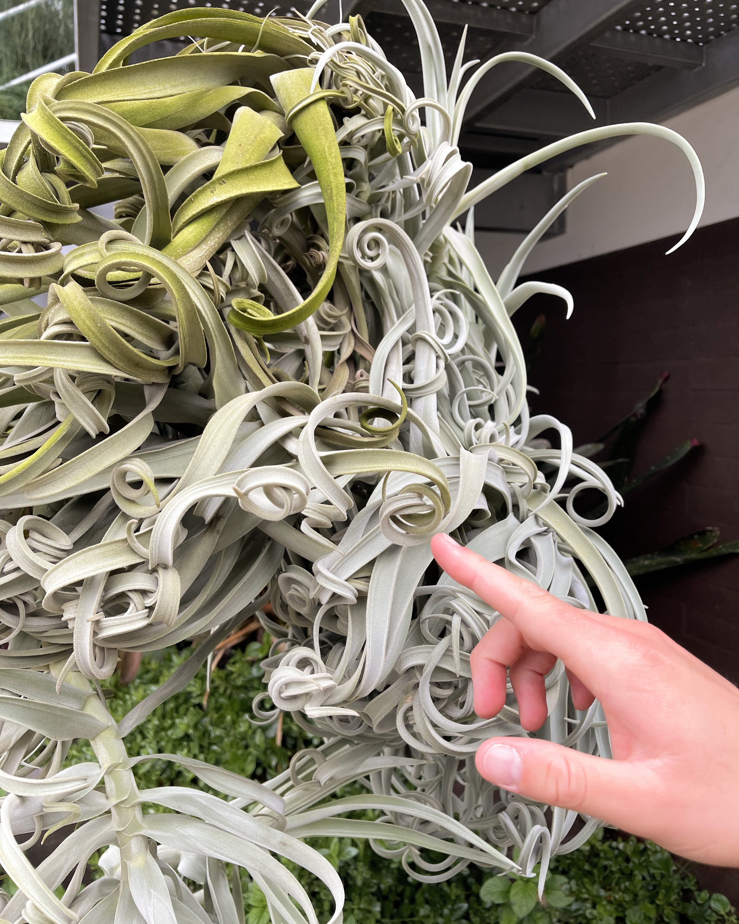 Easy Breezy Air Plants – Air Plant Supply Co.