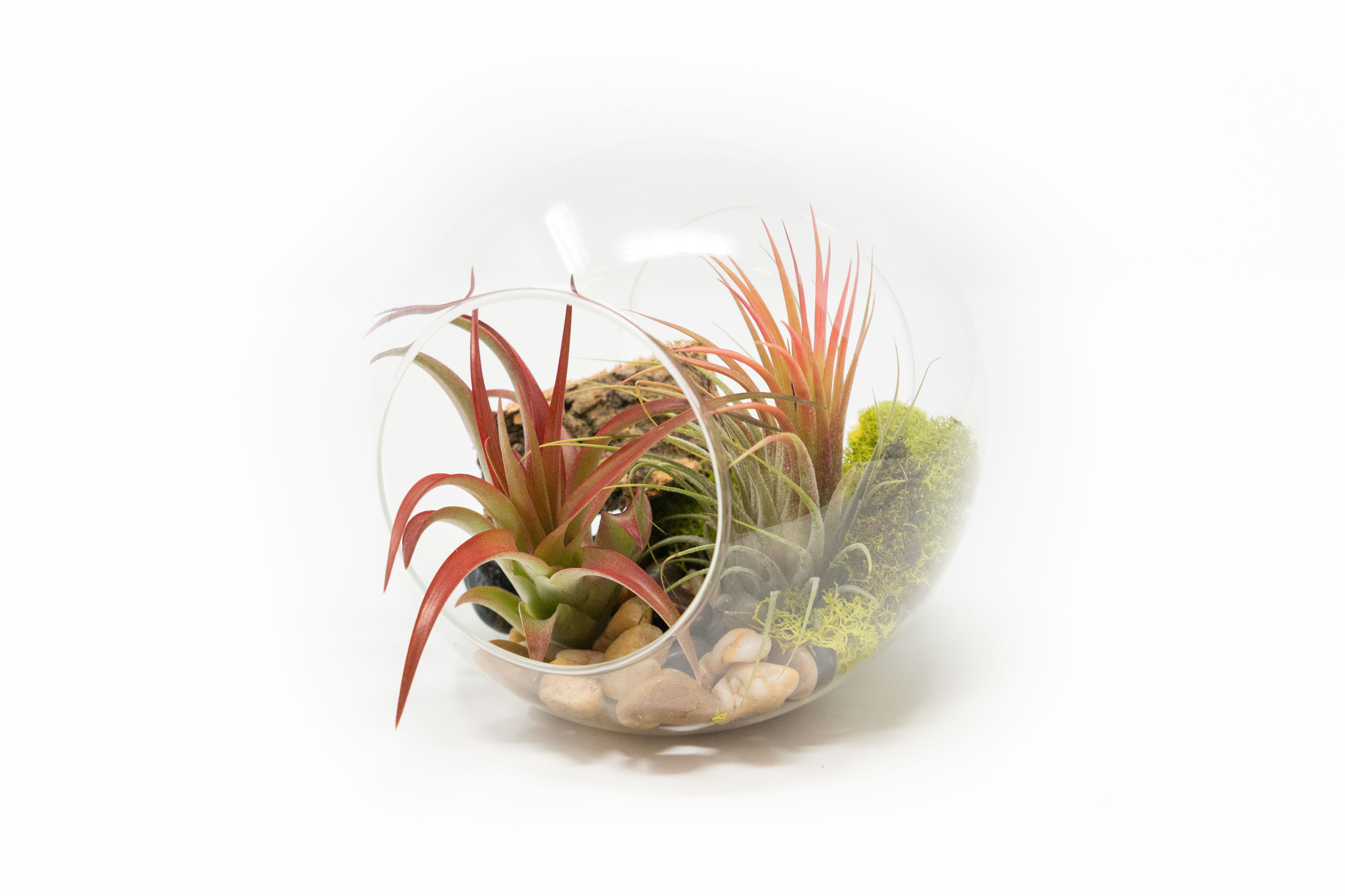 Shop Best Selling Mother's Day Air Plant & Tillandsia Gifts