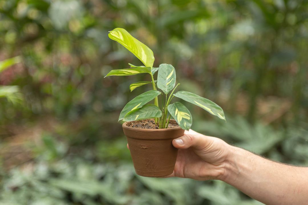 small prayer plant Wholesale