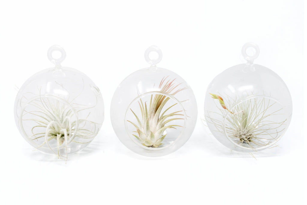 air plant glass hanger Mini Hanging Flat Bottom Glass Terrariums with Assorted Tillandsia Air Plants