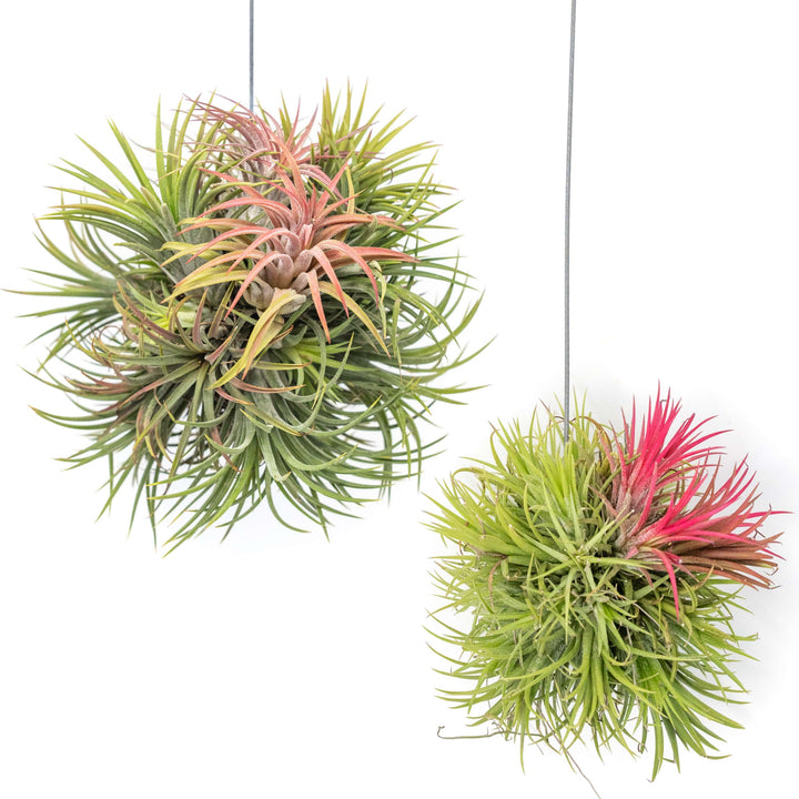 Set of 2 Tillandsia Ionantha Hanging Clusters