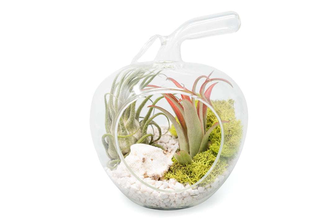 air plant terrarium uk Apple Terrarium with Pebble Kit and Tillandsia Air Plants