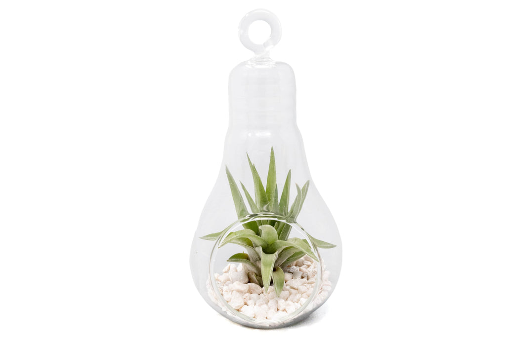 air plant terrarium walmart Hanging Light Bulb Terrarium with Crushed White Stones and Tillandsia Air Plant