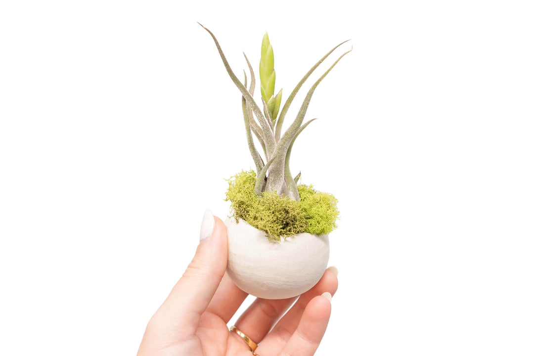 buy air plant seeds Wholesale