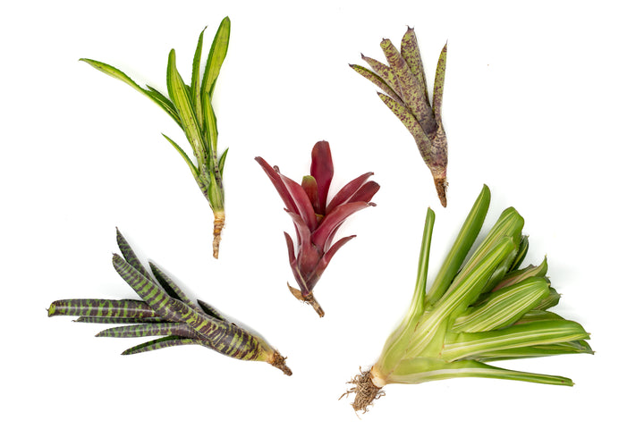 Neoregelia Bromeliad Variety Packs - Summer Preorder Available Now