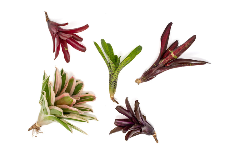 Neoregelia Bromeliad Variety Packs - Summer Preorder Available Now