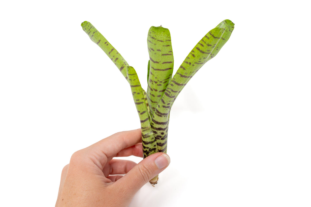 Neoregelia Bromeliad Variety Packs - Summer Preorder Available Now