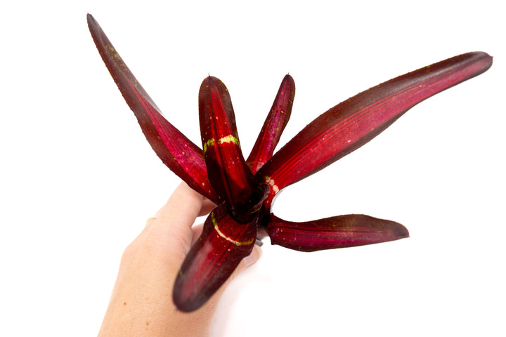 Neoregelia Bromeliad Variety Packs - Summer Preorder Available Now