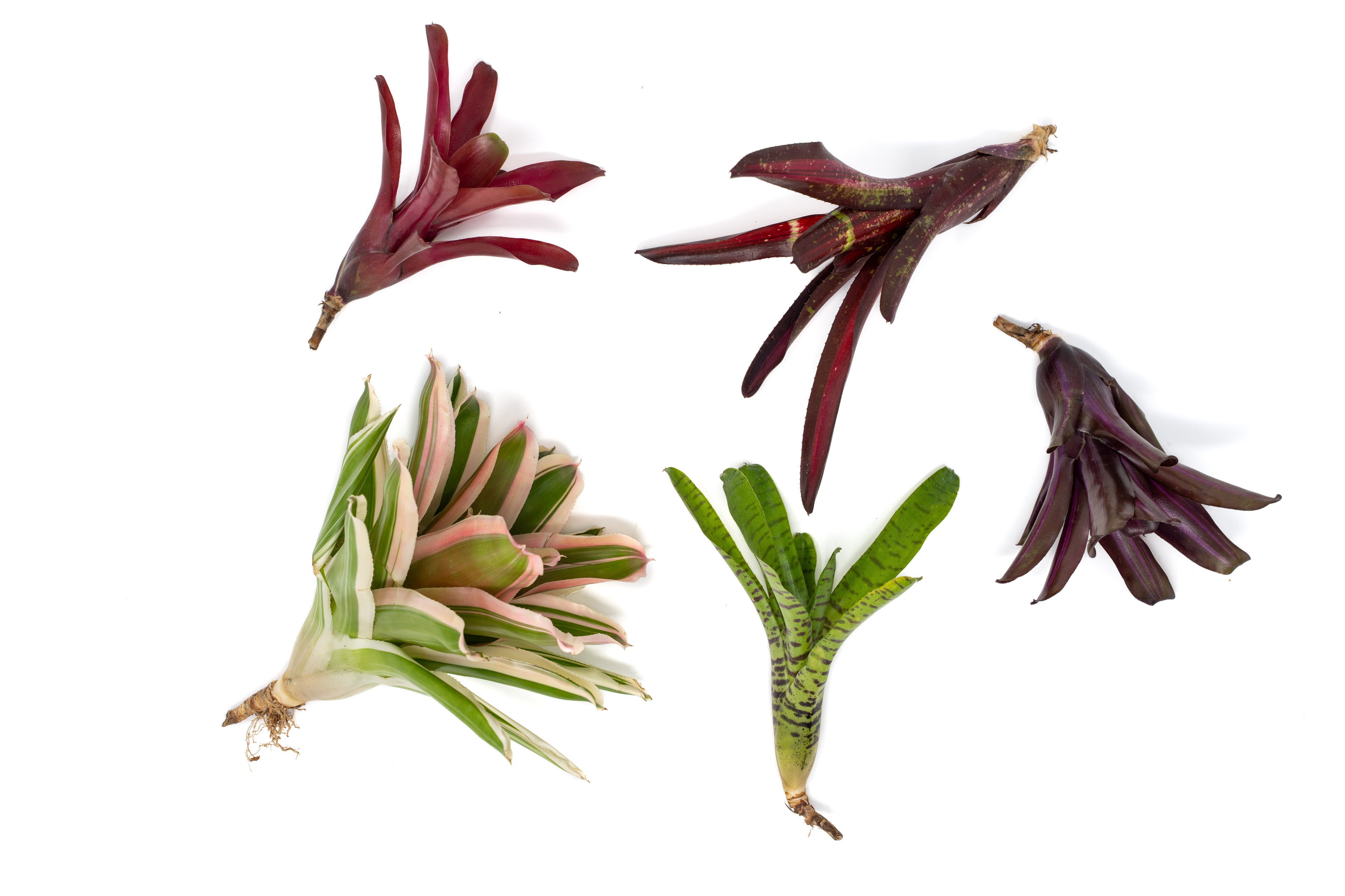 Neoregelia_Bremeliaceae_Bromel