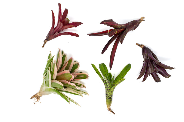 Neoregelia Bromeliad Variety Packs - Summer Preorder Available Now