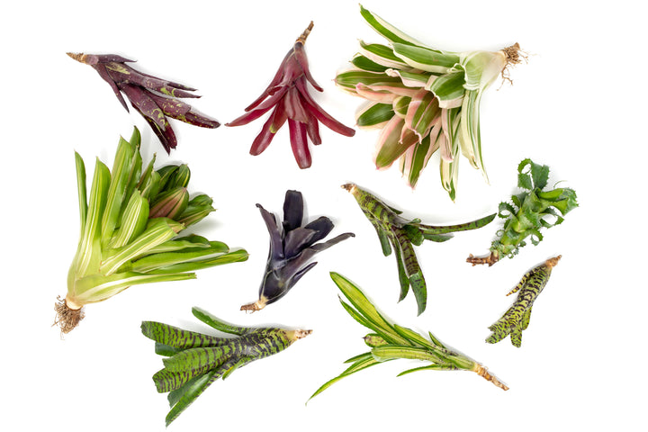 Neoregelia Bromeliad Variety Packs - Summer Preorder Available Now