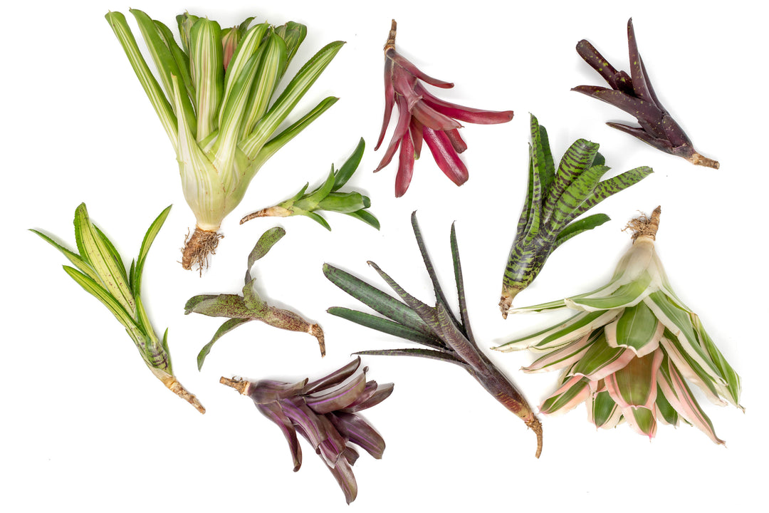 Neoregelia Bromeliad Variety Packs - Summer Preorder Available Now