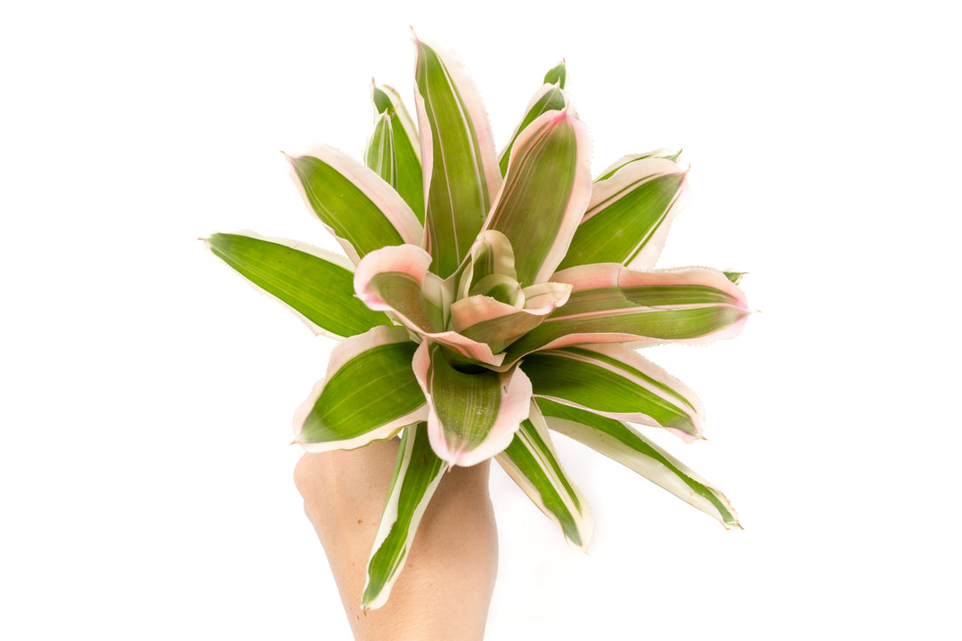 Neoregelia Bromeliad Variety Packs - Summer Preorder Available Now