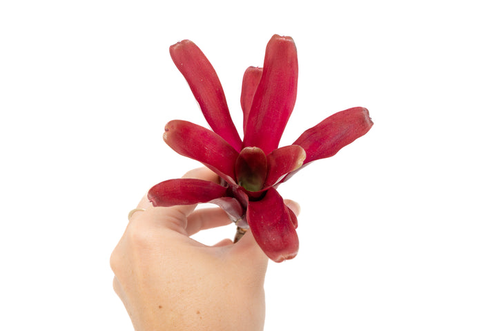 Neoregelia Bromeliad Variety Packs - Summer Preorder Available Now