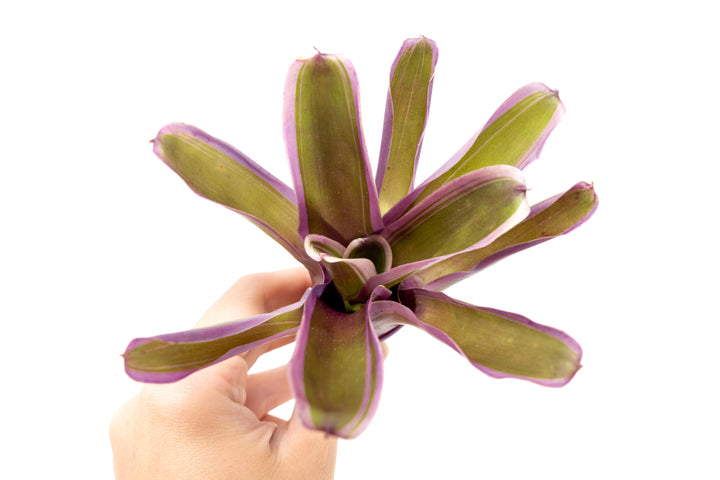 Neoregelia Bromeliad Variety Packs - Summer Preorder Available Now