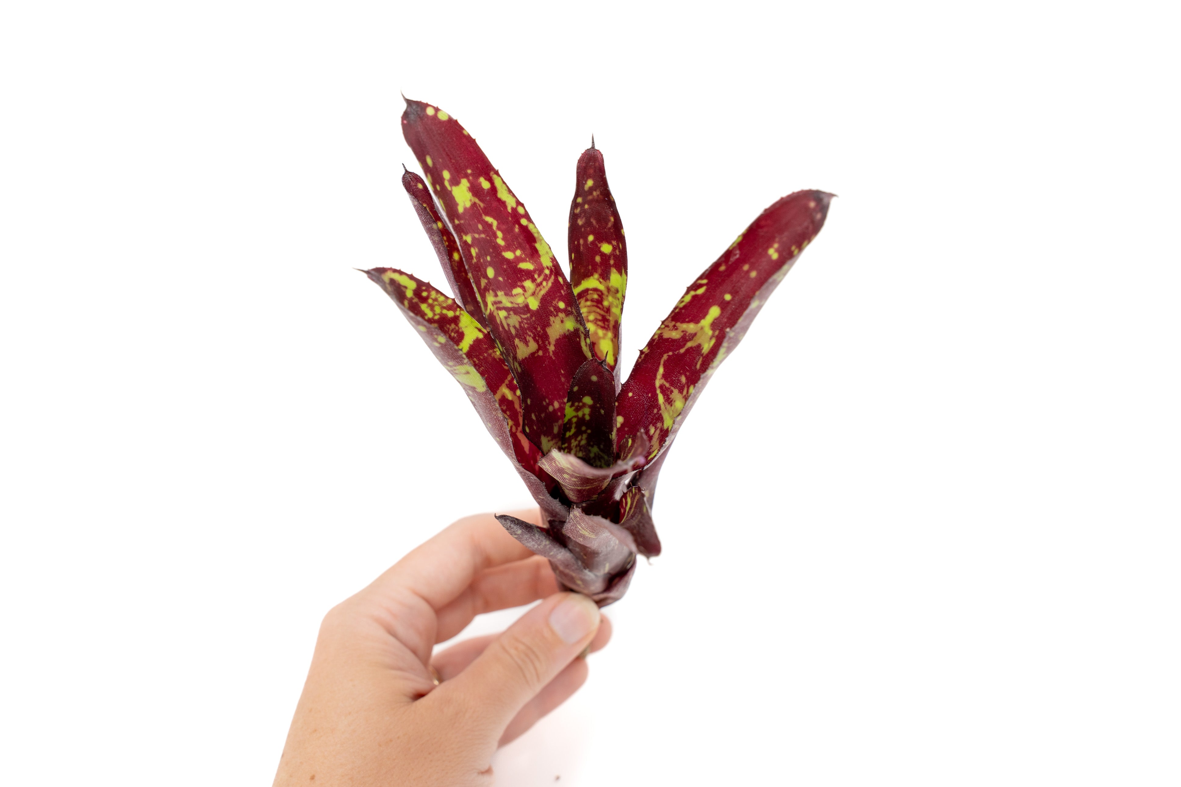 Neoregelia_Bremeliaceae_Bromel