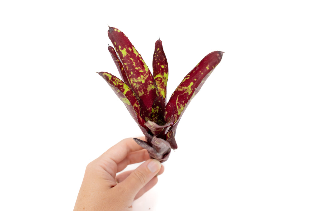 Neoregelia Bromeliad Variety Packs - Summer Preorder Available Now
