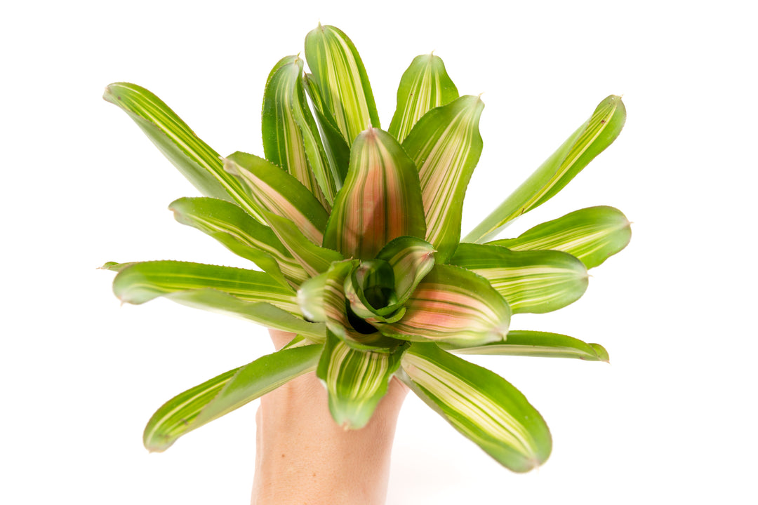 Neoregelia Bromeliad Variety Packs - Summer Preorder Available Now