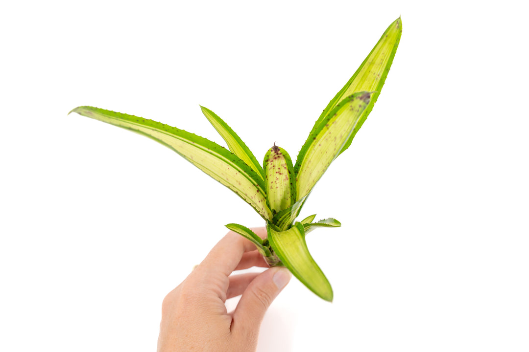 Neoregelia Bromeliad Variety Packs - Summer Preorder Available Now