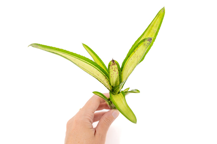 Neoregelia Bromeliad Variety Packs - Summer Preorder Available Now