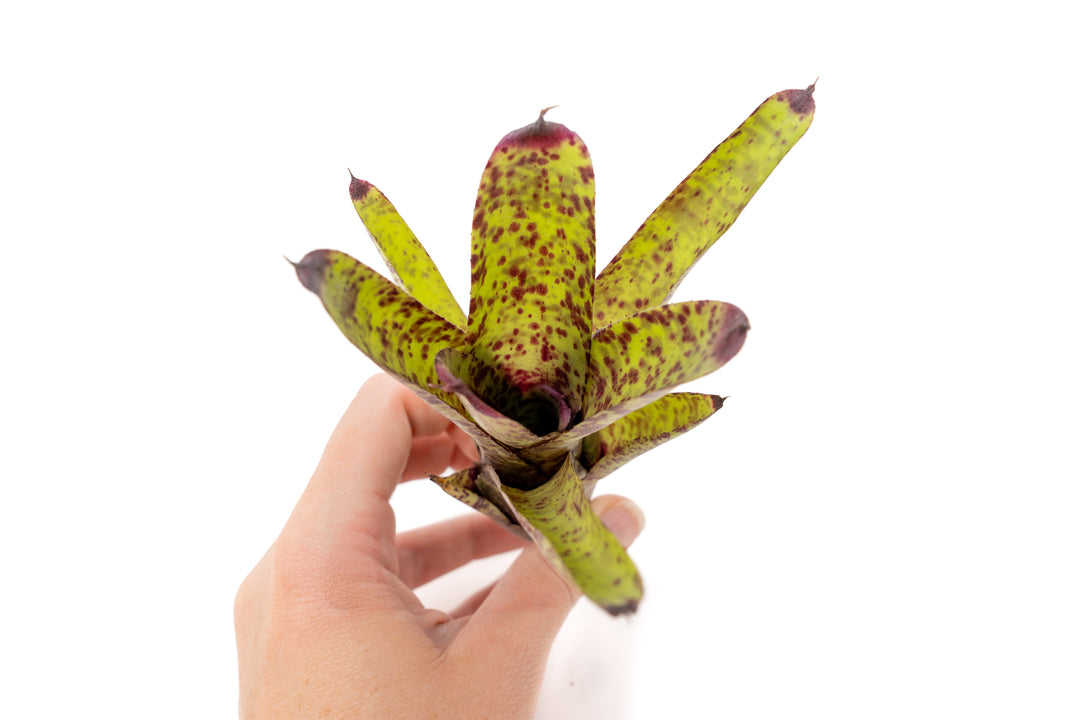 Neoregelia Bromeliad Variety Packs - Summer Preorder Available Now