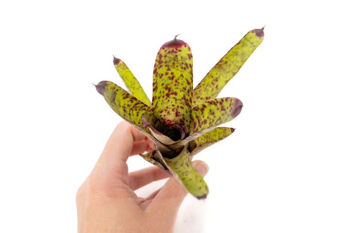 Neoregelia Bromeliad Variety Packs - Summer Preorder Available Now