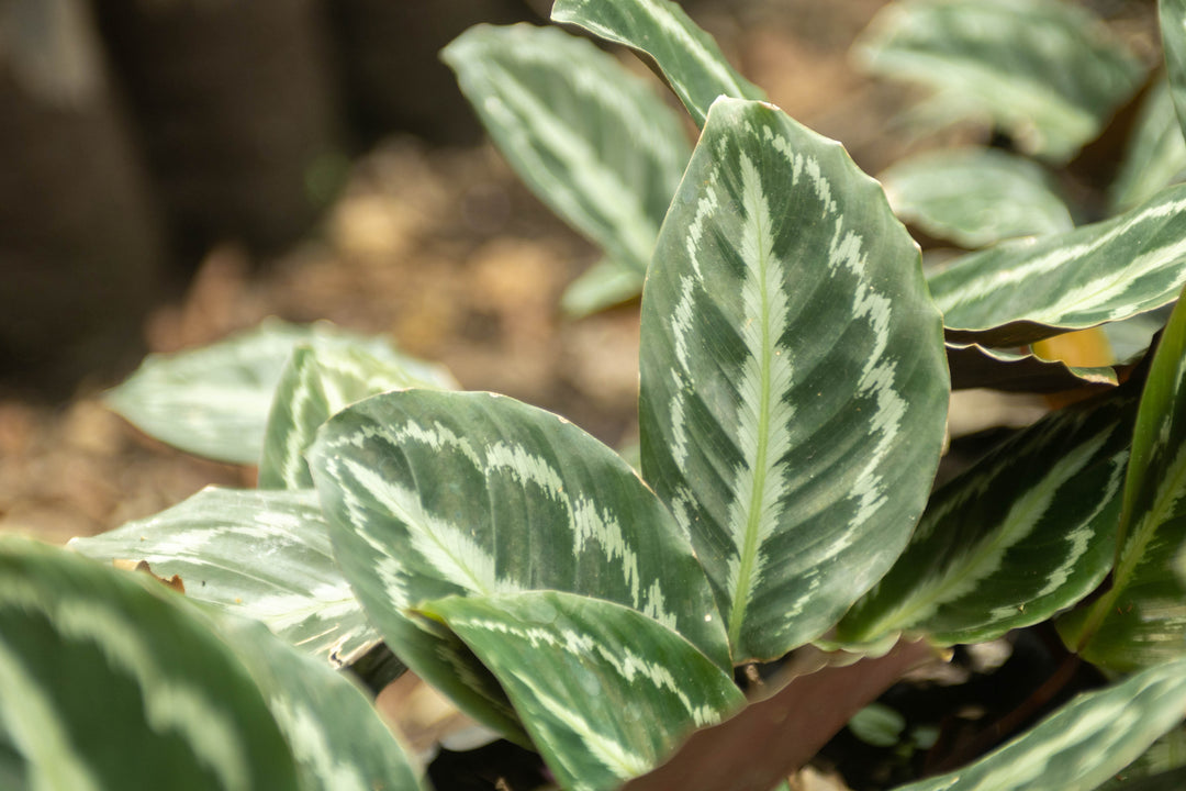 medallion prayer plant Wholesale