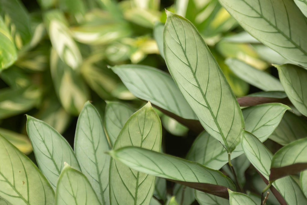 prayer plant air roots Wholesale