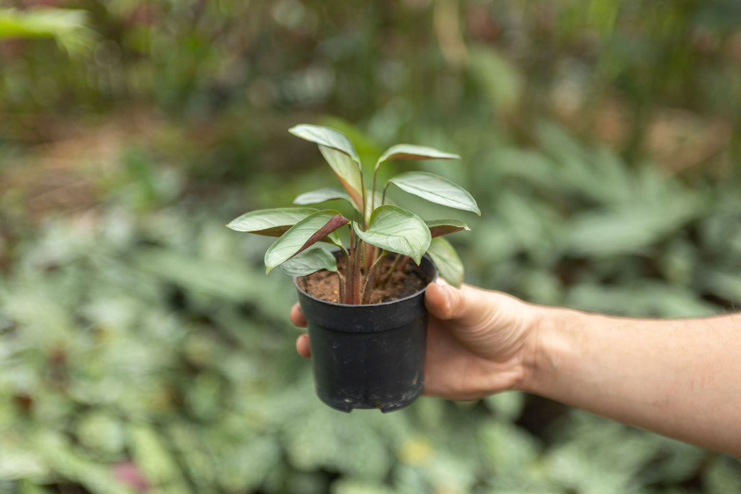 prayer plant air roots Wholesale