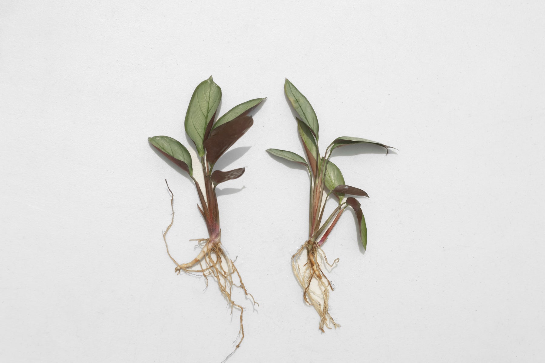 prayer plant in aquarium Wholesale