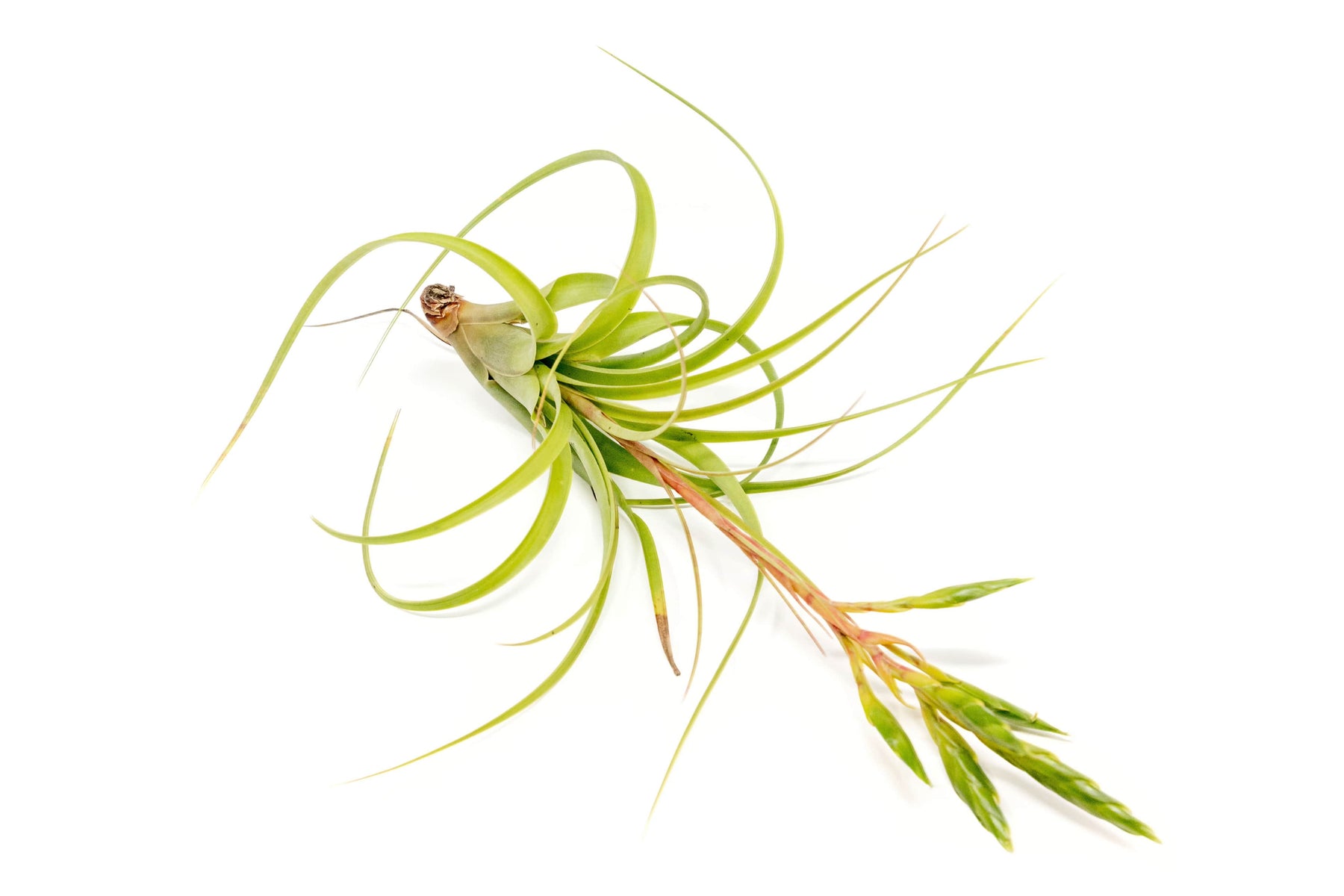 revive an air plant Tillandsia Roland Gosselini Air Plant