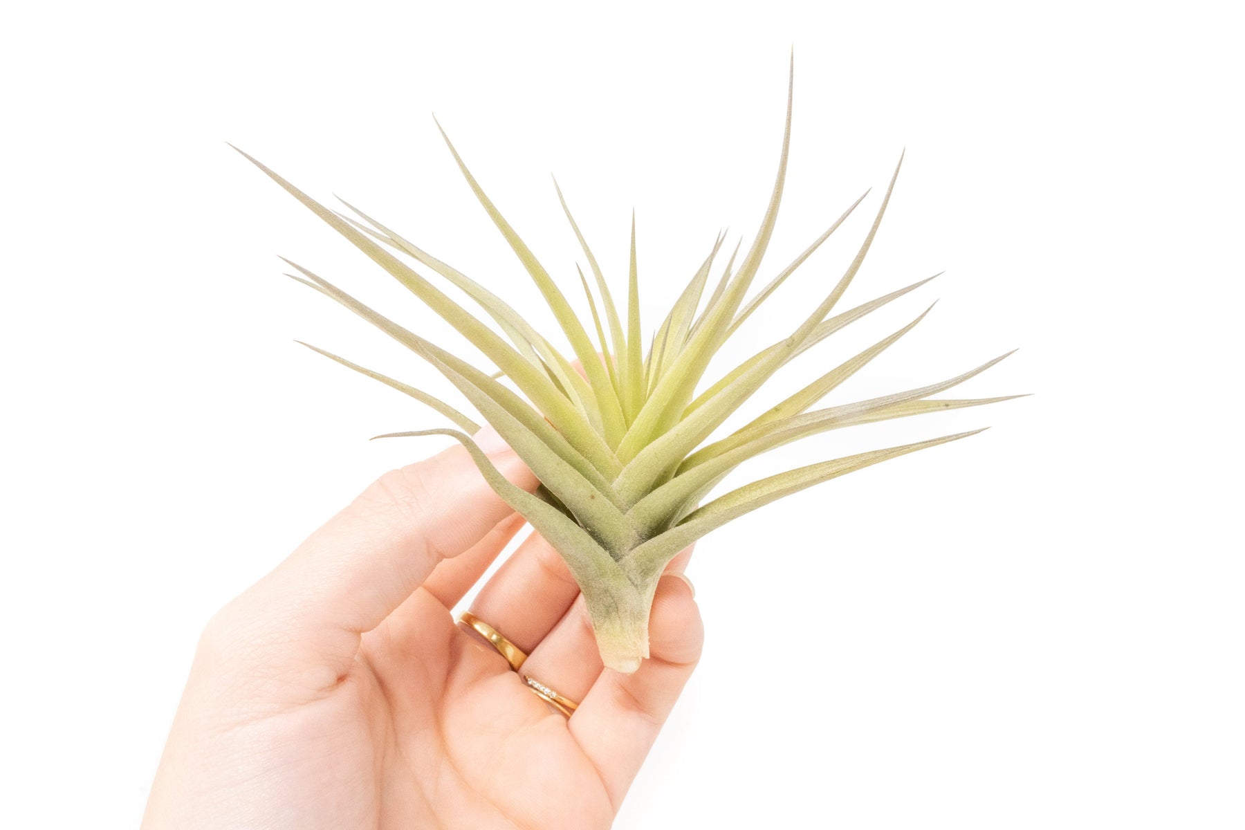 crate and barrel air plant Tillandsia Aeranthos - Clavel del Aire