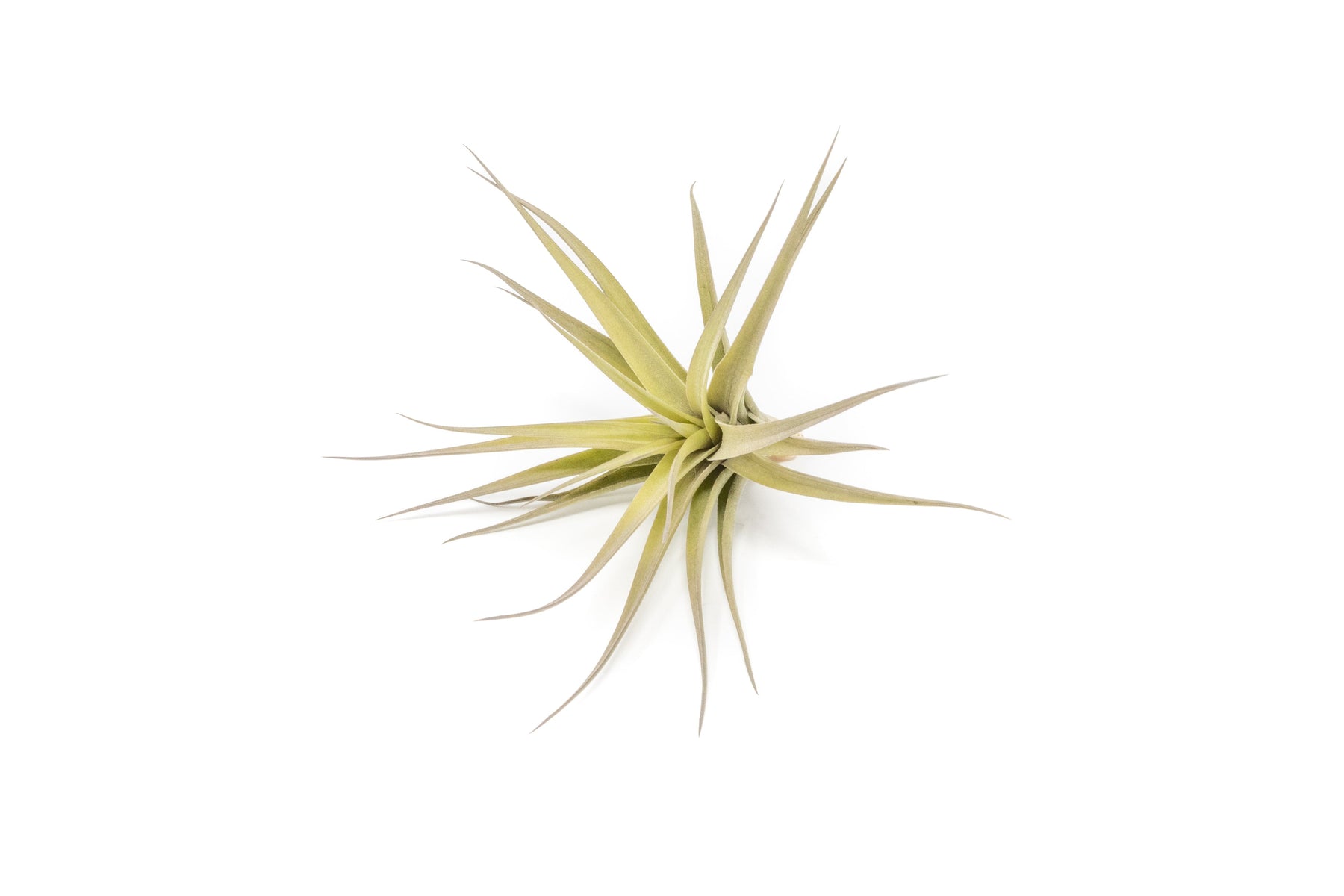 crate and barrel air plant Tillandsia Aeranthos - Clavel del Aire