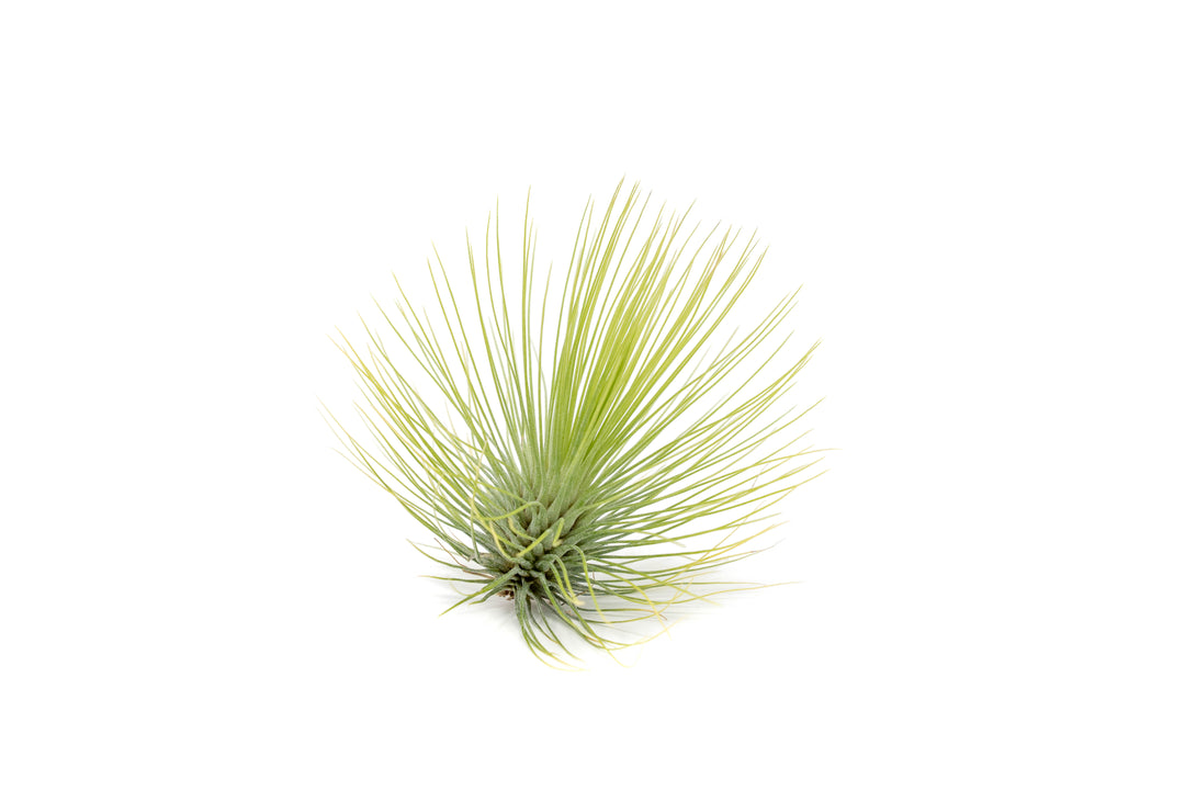 Wholesale - Tillandsia Andreana Air Plant