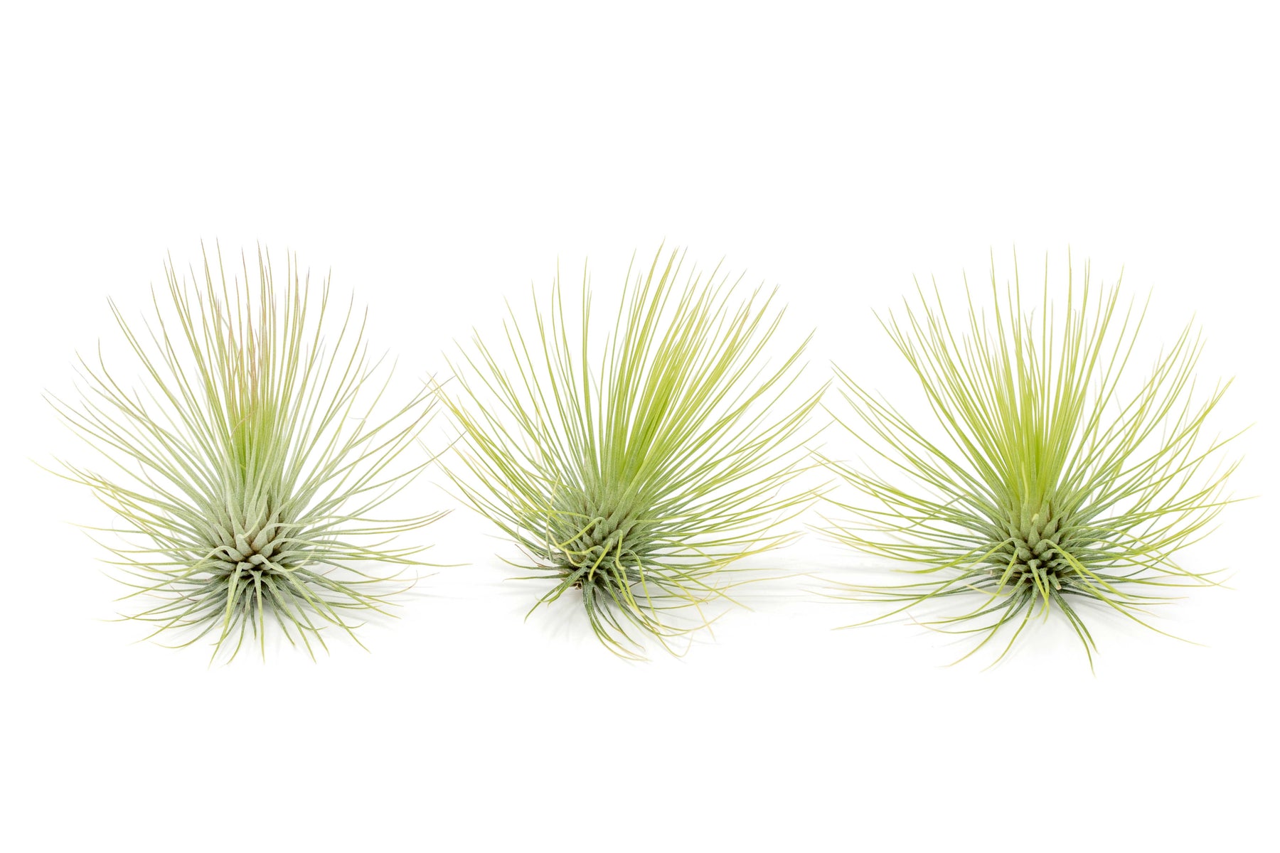 andy's air plants Tillandsia andreana