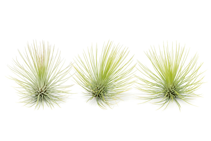Wholesale - Tillandsia Andreana Air Plant
