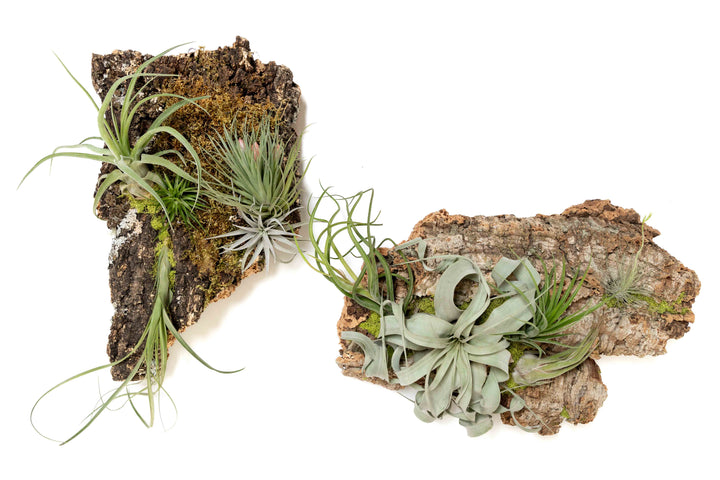 two large cork bark displays with assorted tillandsia air plants