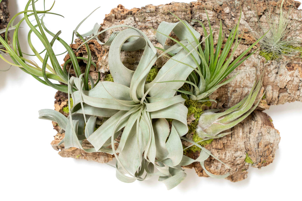 close up of assorted tillandsia air plants on a large cork bark display