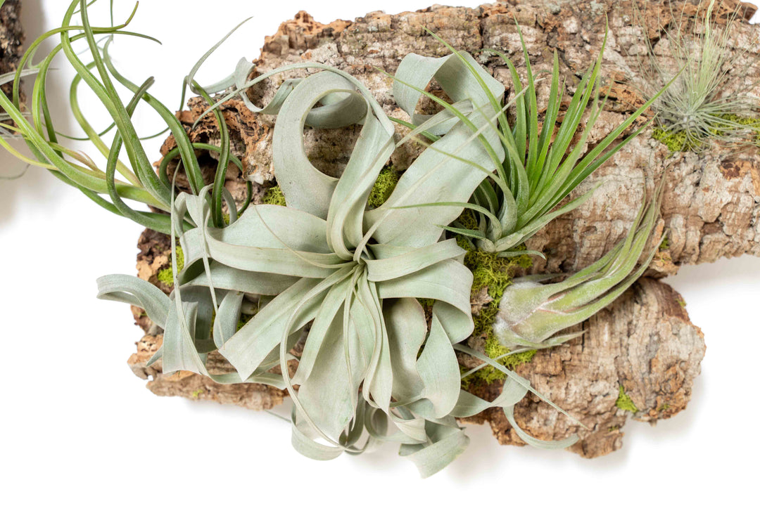 close up of assorted tillandsia air plants on a large cork bark display