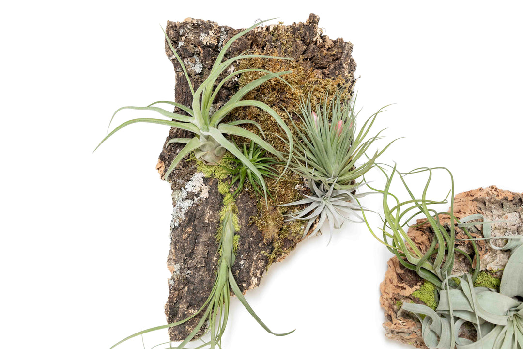 large cork bark display with assorted tillandsia air plants