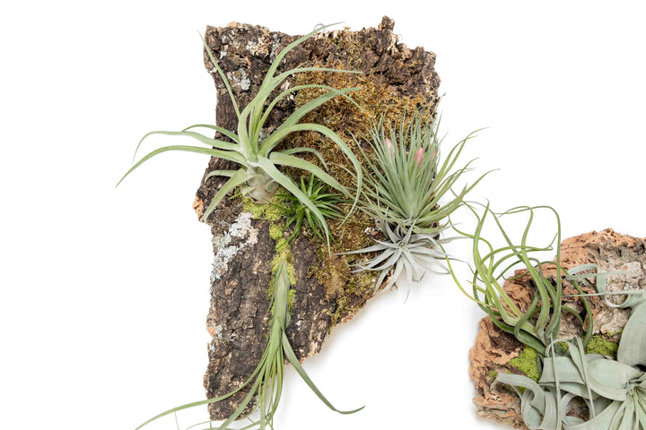 large cork bark display with assorted tillandsia air plants