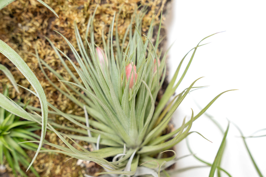 close up of blooming tillandsia stricta air plant on cork bark display