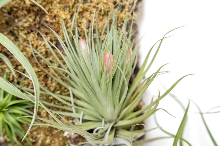 close up of blooming tillandsia stricta air plant on cork bark display