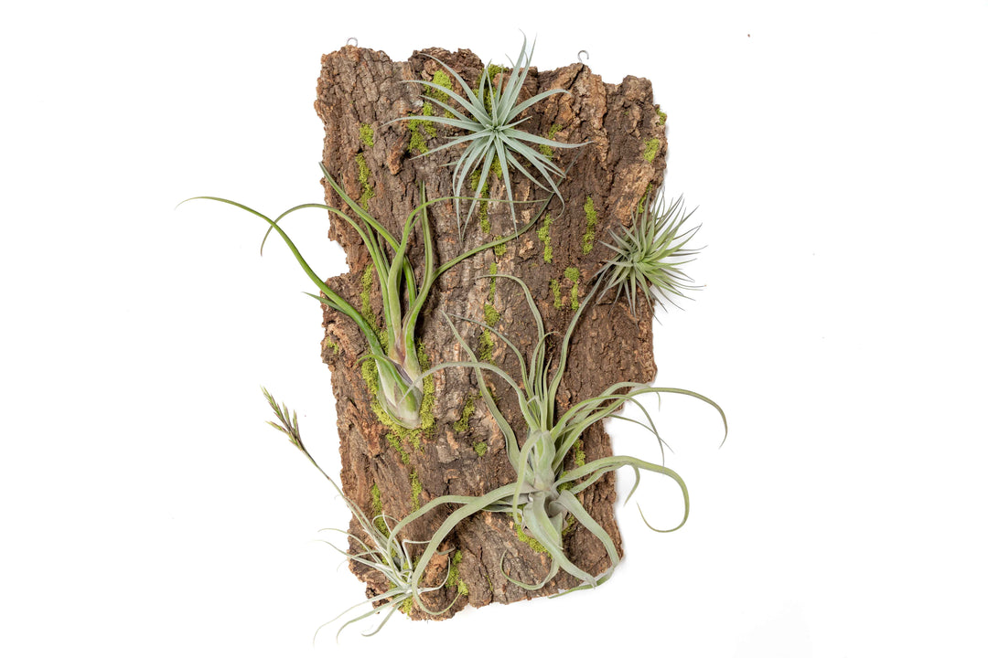 Large cork bark display with assorted tillandsia air plants
