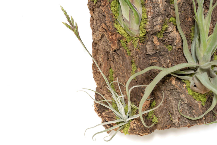 close up of blooming tillandsia air plant on xl cork bark display