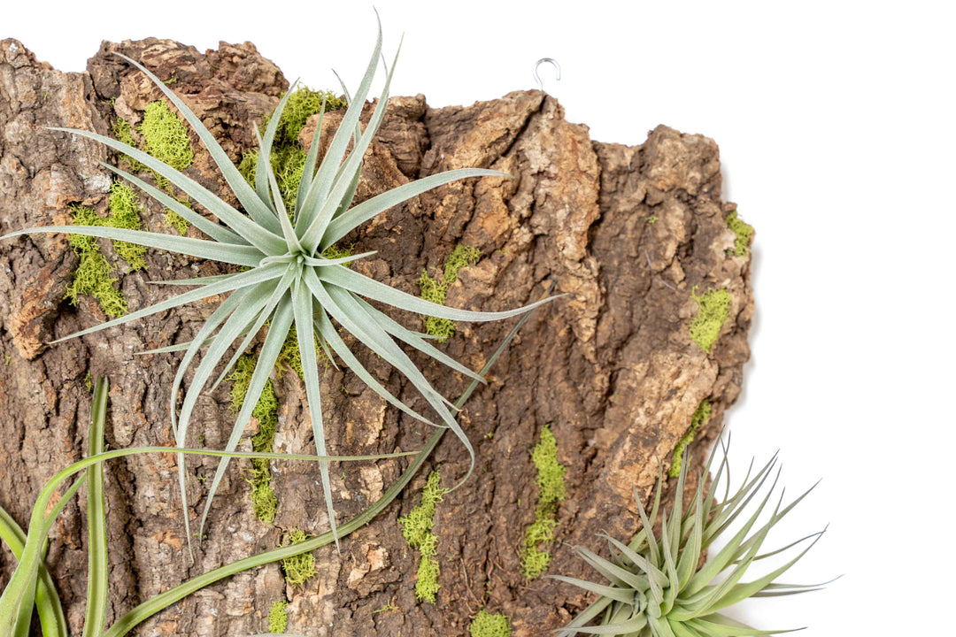 close up of tillandsia stricta air plant on cork bark display
