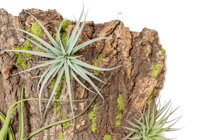 close up of tillandsia stricta air plant on cork bark display
