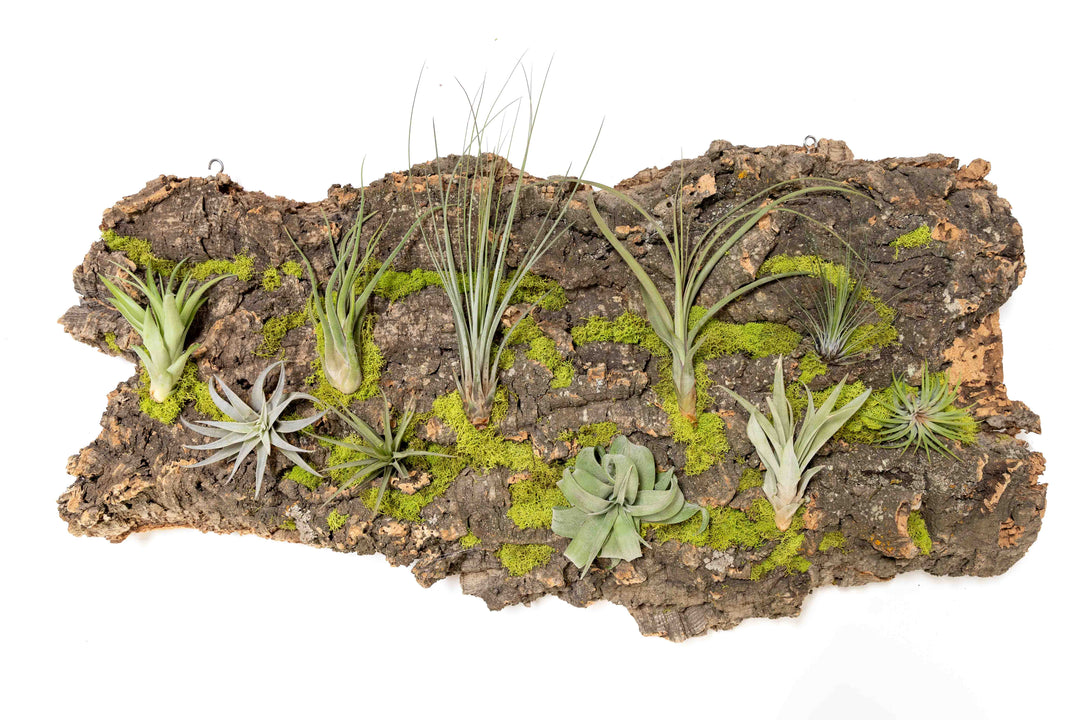 XL cork bark display with 10 assorted tillandsia air plants
