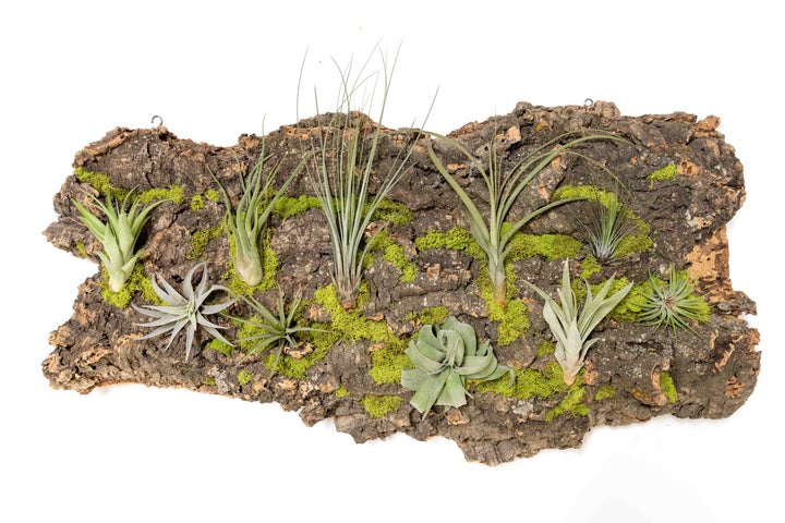 XL cork bark display with 10 assorted tillandsia air plants